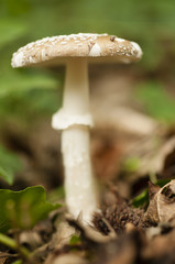 Poisonous Panther cap mushroom