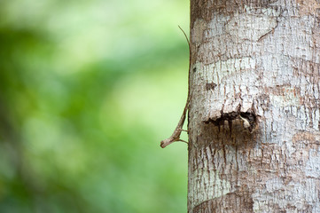 Close up : Draco flying lizard on tree in nature
