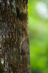 Close up : Draco flying lizard on tree in nature