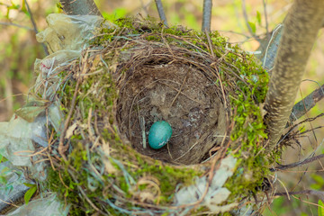 One light blue Robins egg in the nest.