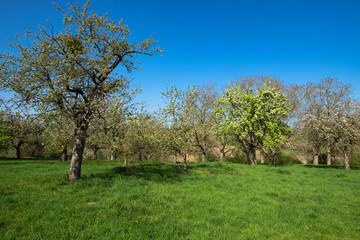 Apfel- und Kirschbäume