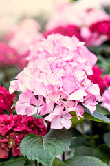 Hydrangea macrophylla
