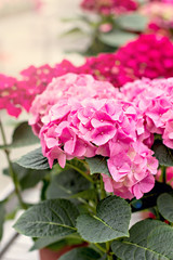 Hydrangea macrophylla