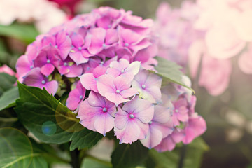 Hydrangea macrophylla