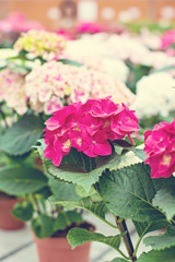 Hydrangea macrophylla