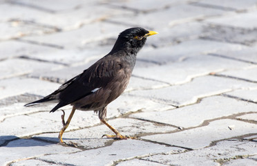 Starling on the road