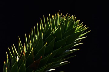 Branch of monkey puzzle tree Araucaria Araucana on dark background sunbathing in spring sun