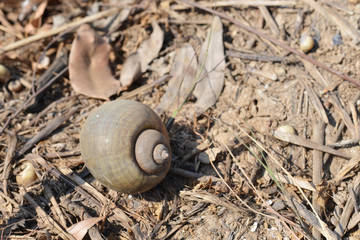 Periwinkle shell on dry ground.