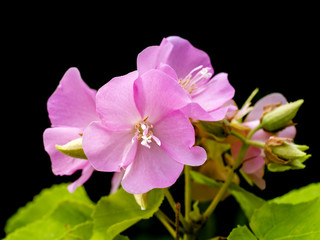 Pink Dombeya flower. (Dombeya elegans)