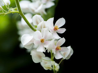Fototapeta na wymiar White Confederate vine flower. (Antigonon leptopus Hook.)
