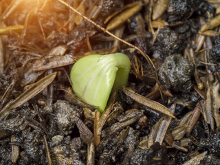 Close-up of green seedling growing out of soil