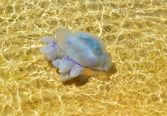 Dangerous Black Sea jellyfish 
