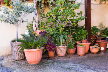 Fototapeta na wymiar Different potted plants and seedlings near the florist shop entrance