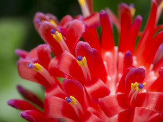 Close up Bromeliads flower.