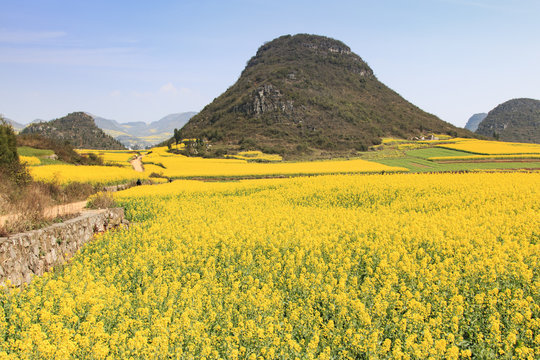 Rapeseed flowers of Luoping in Yunnan China