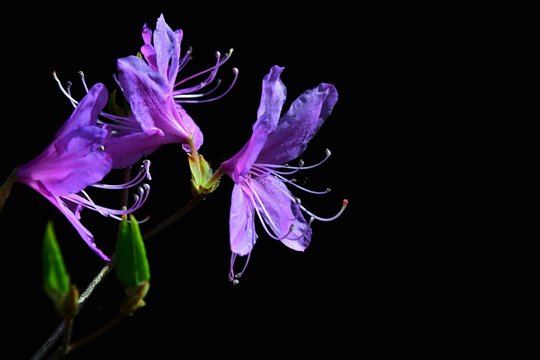 Fototapeta Spring purple flowers and young leaves of Rhododendron Mucronatum on black background