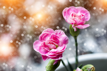 Fototapeta na wymiar Small pink carnations flower.