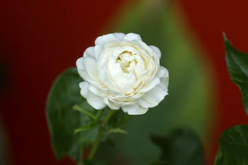 White Jasmine flower.