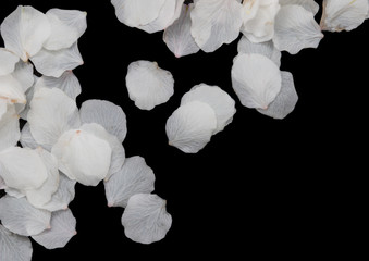 White petals of flowers on a black background