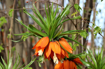 Fritillaria imperialis