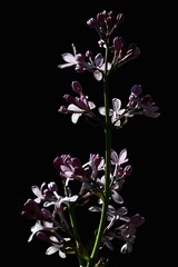 Purple spring flowers of Early blooming lilac Syringa Oblata on dark background