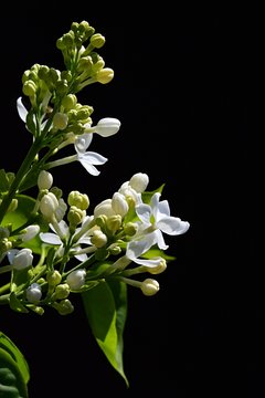 White early blooming lilac Syringa Oblata on black background sunbathing in noon sunshine.