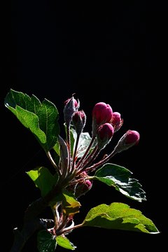 Sunbathing spring purple buds of apple tree with some fresh leaves on dark background