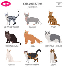 Cat breeds icon set flat style isolated on white. Create own infographic about pets