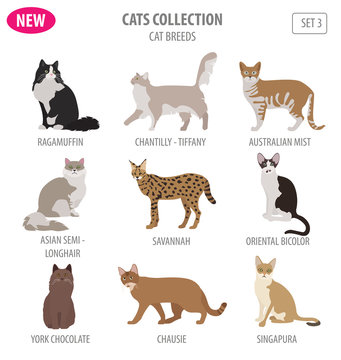 Cat breeds icon set flat style isolated on white. Create own infographic about pets