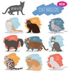 Cat breeds icon set flat style isolated on white. Create own infographic about pets