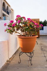 Fototapeta na wymiar Pink potted flowers outdoor