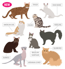 Cat breeds icon set flat style isolated on white. Create own infographic about pets