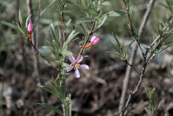 Flowering rosemary in the garden with a blurry background