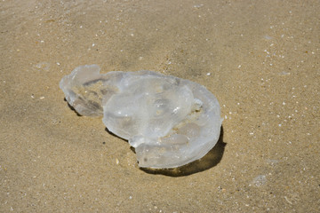 Fototapeta na wymiar Dead jellyfish on the beach
