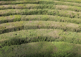 labyrinth with the hedges in an outdoor garden