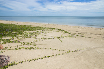 Ipomoea on the beach.