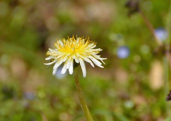 White-flowering Japanese dandelion