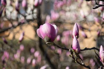 Beautiful magnolia flowers. Blooming magnolia tree in the spring