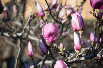 Beautiful magnolia flowers. Blooming magnolia tree in the spring