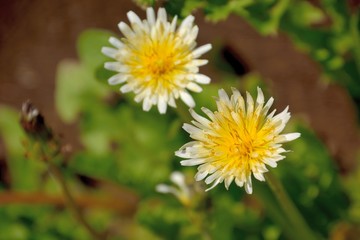 White-flowering Japanese dandelion