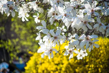 Photo sur Plexiglas Magnolia Natural flower background, spring landscape with delicate white magnolia flowers.