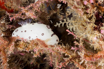 Nudibranch (Jounna Funebris) Sea Slug
