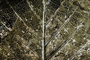 Close up of the fern leaf fibers.