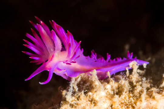 Flabellina rubrolineata Nudibranch, Sea Slug