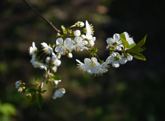 Blooming cherry tree