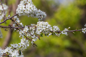 Blossoming tree branch, white flowers, green leaves in background