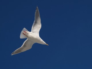 カモメ