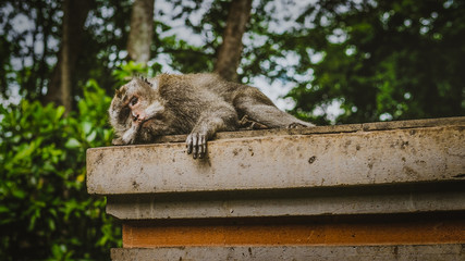 Relaxed macaque monkey with eye contact to camera