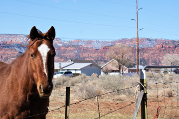 Nevada - horse