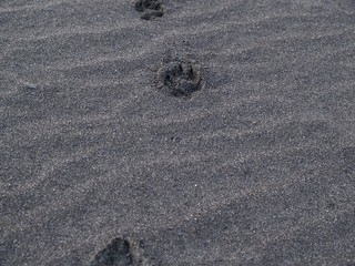 砂浜の足跡